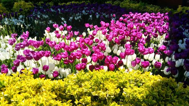 Name:  DSC_0068.jpg
Views: 127
Size:  71.8 KB