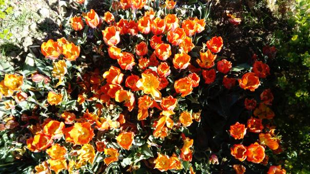 Name:  DSC_0054.jpg
Views: 126
Size:  72.1 KB