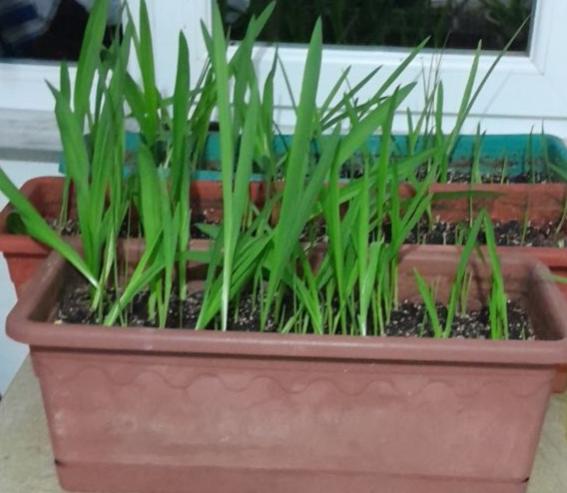 Name:  IMG_20251108_132943_648.jpg
Views: 2
Size:  37.4 KB