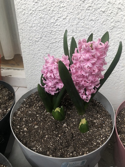 Name:  IMG_6997.jpg
Views: 4
Size:  129.9 KB