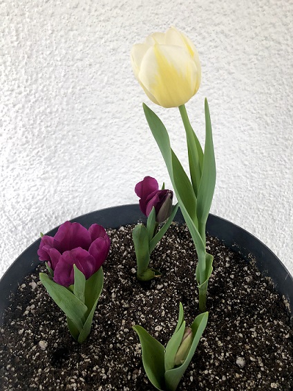 Name:  IMG_7033.jpg
Views: 5
Size:  126.7 KB