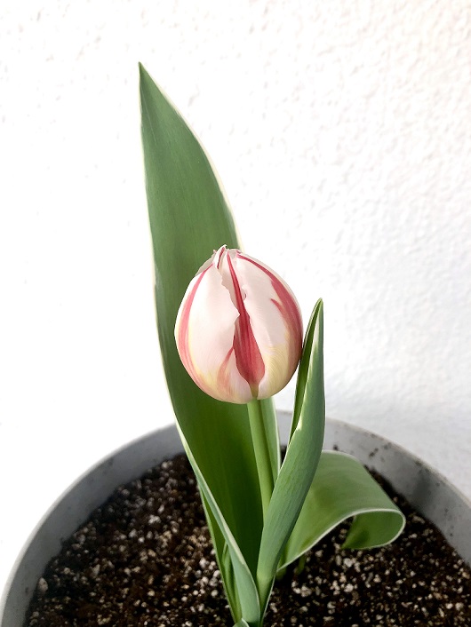 Name:  IMG_7037.jpg
Views: 5
Size:  92.0 KB