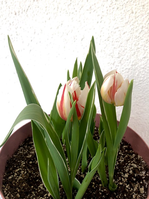 Name:  IMG_7038.jpg
Views: 5
Size:  117.7 KB