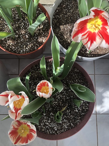 Name:  IMG_7061.jpg
Views: 6
Size:  116.6 KB