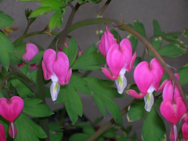 Name:  DSCN5800.jpg
Views: 4661
Size:  32.5 KB