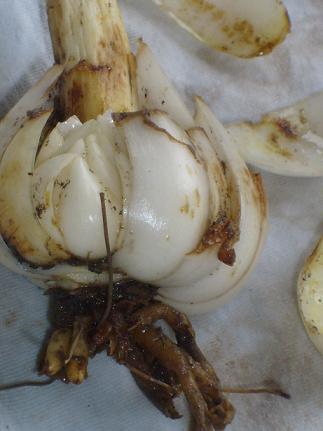 Name:  S6304166.JPG
Views: 21553
Size:  54.2 KB