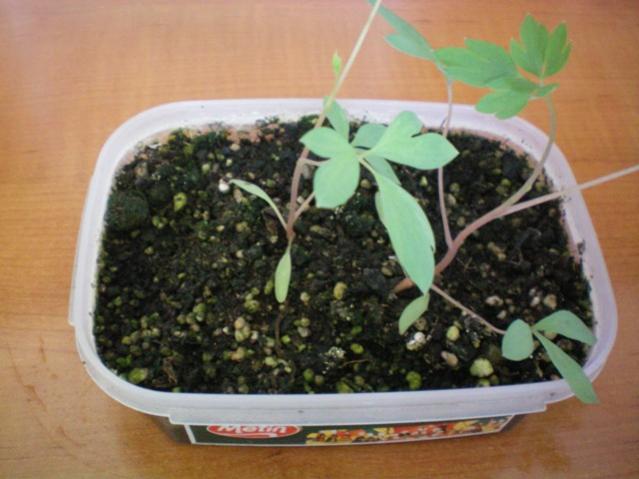Name:  100_0014.jpg
Views: 1193
Size:  40.8 KB