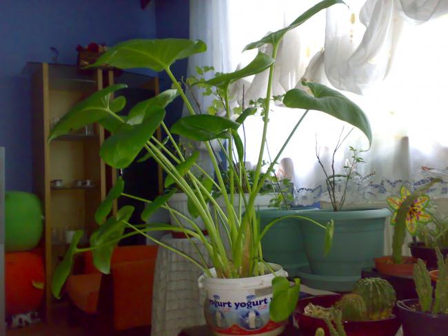 Name:  13052009728.jpg
Views: 1640
Size:  40.7 KB