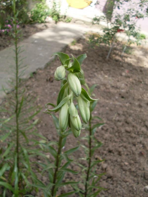 Name:  zambak1.jpg
Views: 16269
Size:  57.2 KB