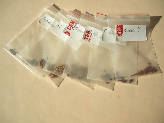 Name:  seeds 09 009.jpg
Views: 717
Size:  45.5 KB