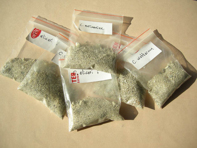 Name:  seeds 09 may 09 010.jpg
Views: 764
Size:  61.7 KB