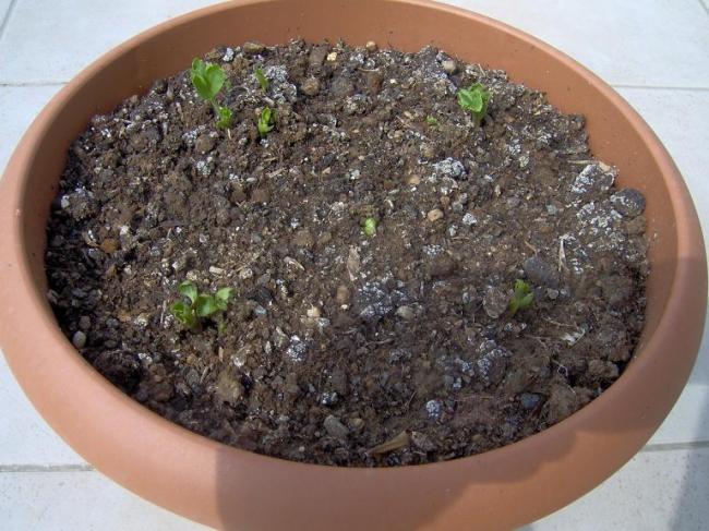 Name:  ranunculus.jpg
Views: 2509
Size:  61.8 KB