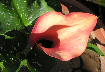 Name:  gala_sari_04.jpg
Views: 2005
Size:  61.3 KB