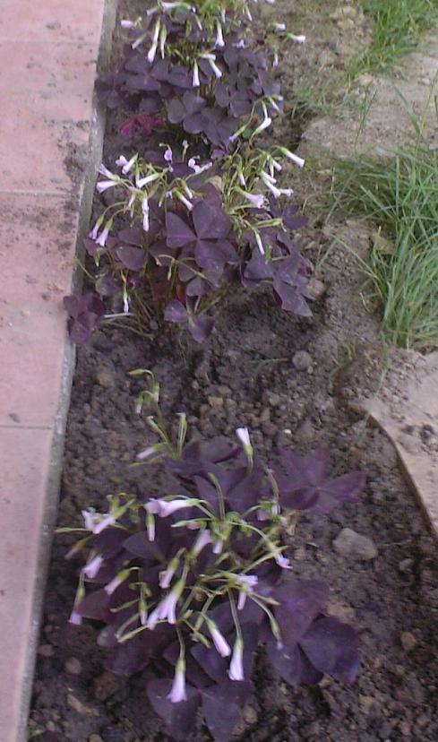 Name:  MAYIS--0030.jpg
Views: 2359
Size:  71.0 KB