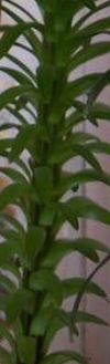 Name:  lilium.jpg
Views: 2850
Size:  7.2 KB