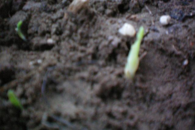 Name:  100_0117.jpg
Views: 1042
Size:  29.5 KB