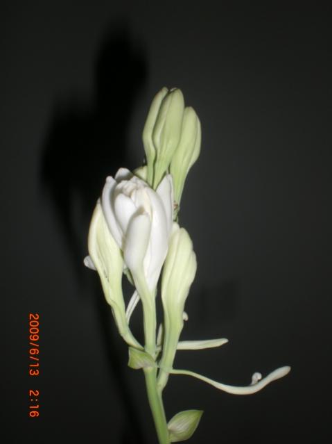 Name:  CIMG3712.jpg
Views: 880
Size:  16.2 KB