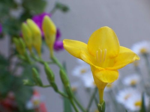 Name:  omarfrezya01.jpg
Views: 2215
Size:  32.6 KB