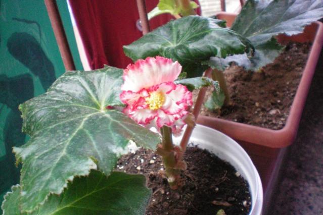 Name:  100_0227.jpg
Views: 3792
Size:  43.5 KB