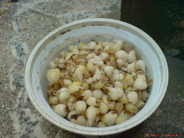 Name:  DSC00169.jpg
Views: 1429
Size:  45.9 KB