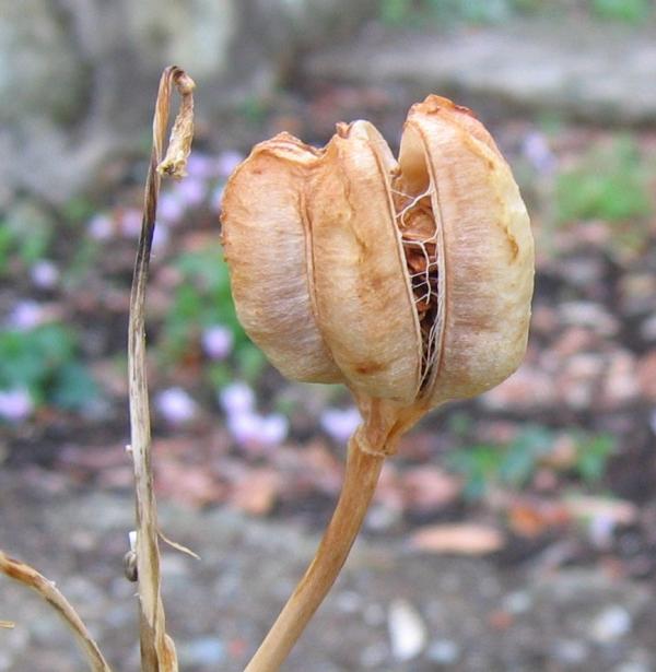 Name:  lilium%20tohum%20kapsul%C3%BC.jpg
Views: 15602
Size:  42.3 KB