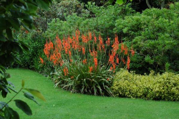 Name:  WATSONIA.jpg
Views: 3115
Size:  53.5 KB