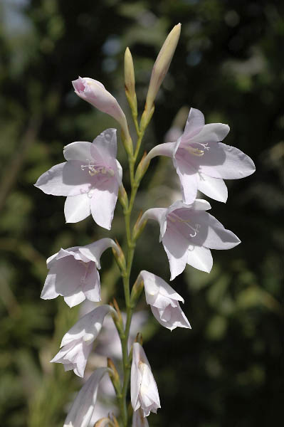 Name:  WATSONIA_04.jpg
Views: 987
Size:  52.2 KB