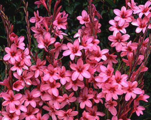 Name:  Watsonia_03.jpg
Views: 1578
Size:  50.4 KB