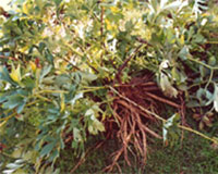 Name:  paen1.jpg
Views: 28655
Size:  15.8 KB