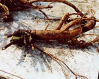 Name:  paen4.jpg
Views: 28170
Size:  12.9 KB
