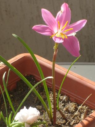Name:  S6304838.JPG
Views: 1549
Size:  57.8 KB