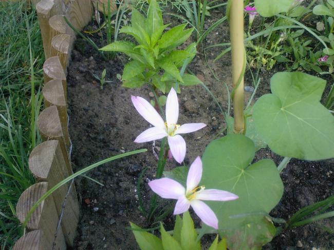 Name:  TEMMUZ 2009-02009.jpg
Views: 1051
Size:  62.6 KB