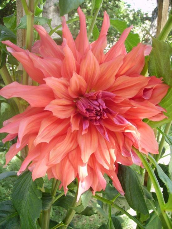 Name:  soan 1.jpg
Views: 1481
Size:  67.2 KB