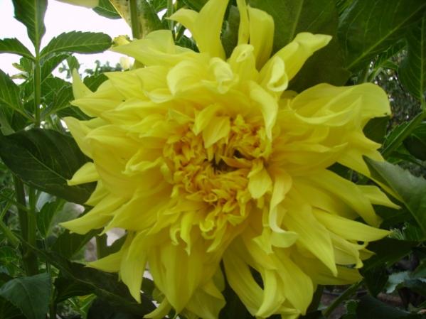 Name:  soan 3.jpg
Views: 1417
Size:  38.8 KB