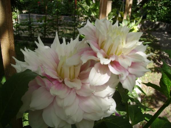 Name:  soan 6.jpg
Views: 1202
Size:  40.3 KB