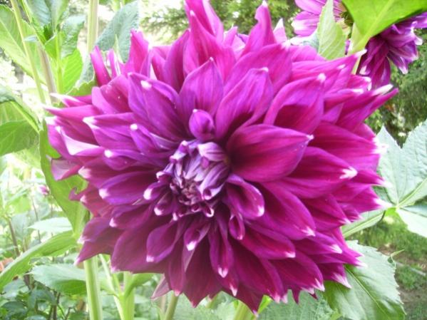 Name:  soan 7.jpg
Views: 1245
Size:  50.9 KB