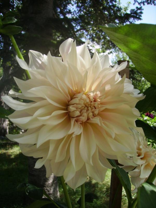 Name:  soan 10.jpg
Views: 1239
Size:  59.5 KB