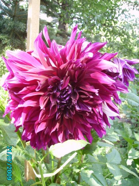 Name:  soan 2.jpg
Views: 1205
Size:  72.0 KB