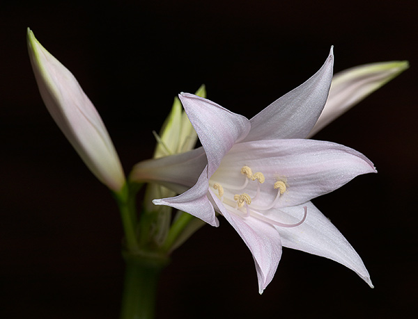 Name:  nerine_02.jpg
Views: 7776
Size:  65.2 KB