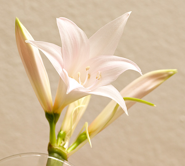Name:  nerine_01.jpg
Views: 7320
Size:  66.3 KB