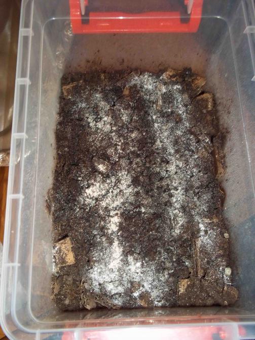 Name:  agaclar125.jpg
Views: 3110
Size:  71.6 KB