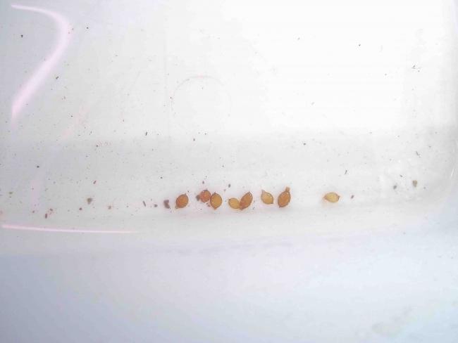 Name:  agaclar185.jpg
Views: 2658
Size:  15.6 KB