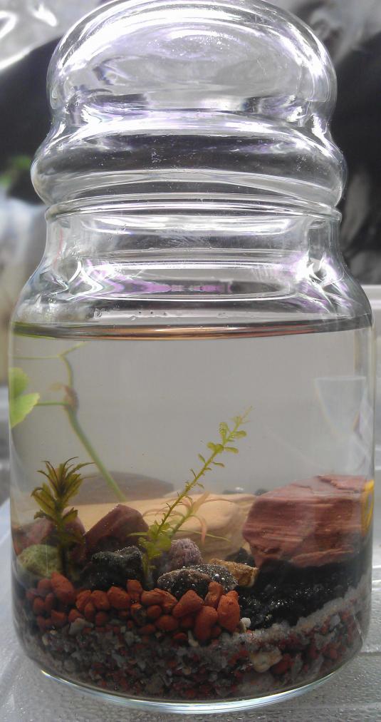 Name:  agaclar206.jpg
Views: 2997
Size:  73.9 KB