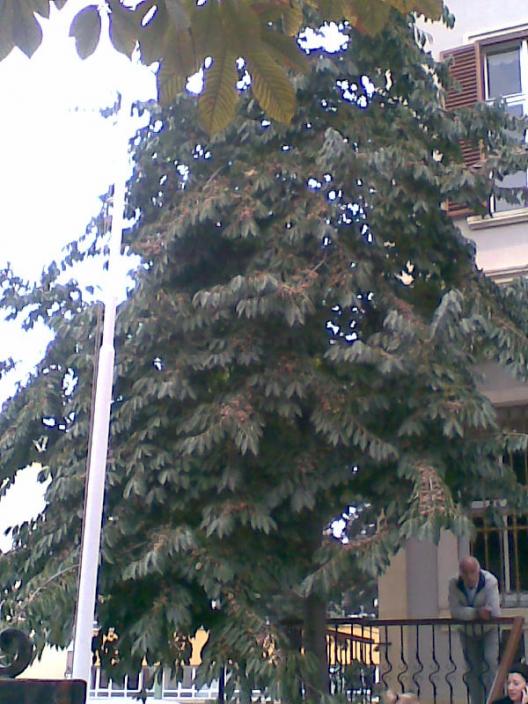 Name:  Salim048.jpg
Views: 25078
Size:  68.2 KB