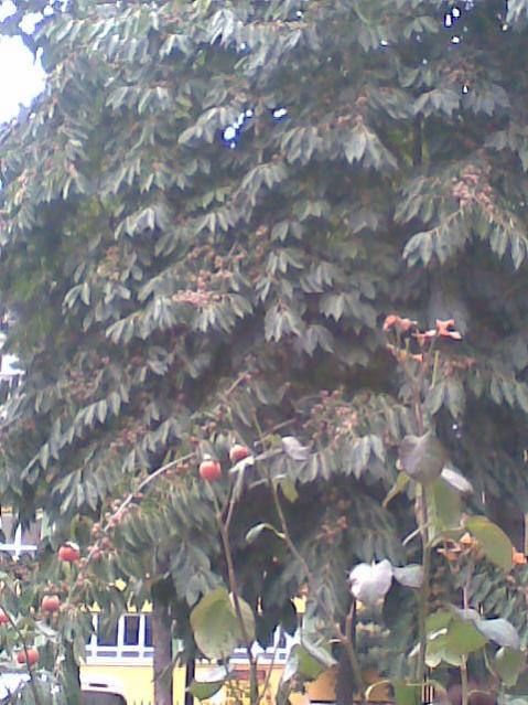 Name:  Salim049.jpg
Views: 26876
Size:  56.9 KB