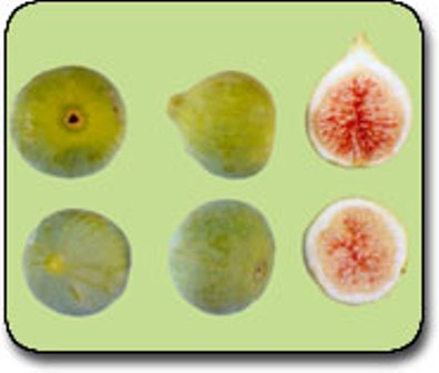 Name:  bardacik.jpg
Views: 7011
Size:  19.0 KB