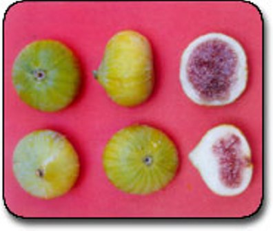 Name:  yemisilop.jpg
Views: 6012
Size:  22.9 KB