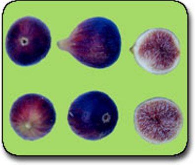Name:  siyahincir.jpg
Views: 6436
Size:  22.4 KB