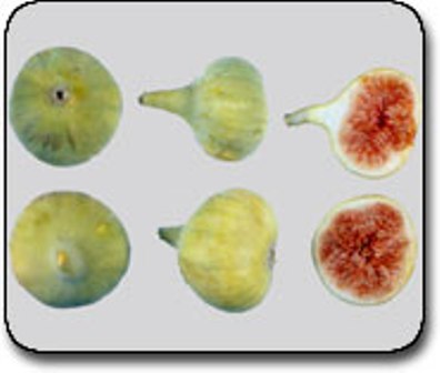 Name:  halebi.jpg
Views: 5975
Size:  18.9 KB