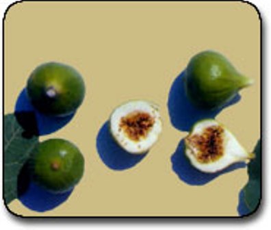 Name:  abali.jpg
Views: 5848
Size:  19.5 KB